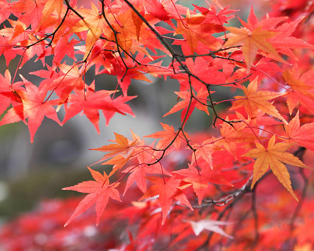 herbstmuster - maple japanese maple leaf autumn stock-fotos und bilder