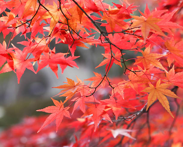 秋の落ち葉 - autumn leaf japanese maple red ストックフォトと画像