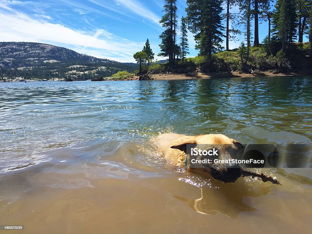 Dog Fetching Swimming dog fetching stick 2015 Stock Photo