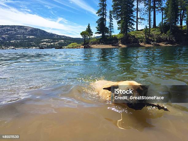 Dog Fetching Stock Photo - Download Image Now - 2015, Aquatic Organism, Canine - Animal