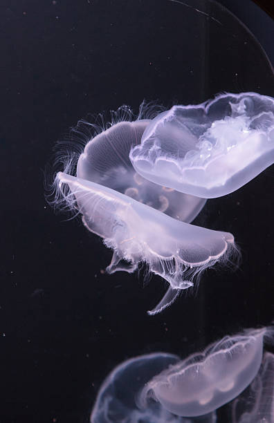 istock moon jellyfish, Aurelia aurita 485511722