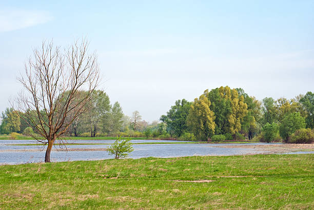 istock Beautiful spring landscape and water meadow 485513222