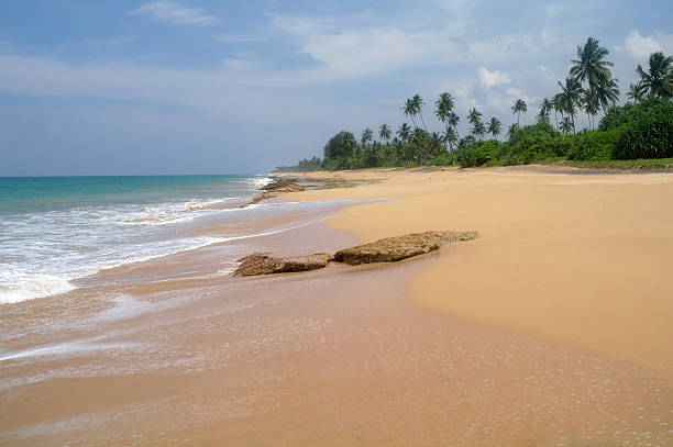 Leaning palm tree with big rocks, Unawatuna beach, Sri Lanka