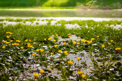 Field of yellow water lily flower growing in a mud on river bank.. These flowers are not typical water lilies, as the flowers appear more like a bud than an actually bloom. This extremely invasive plant commonly known as the bullhead lily, spatterdock, water shield or cow lily. Latin name is: Nuphar lutea