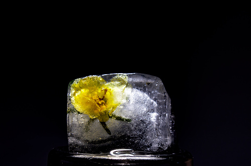Ice cude with frozen flower