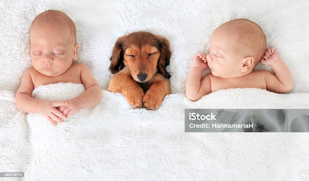 Newborn baby and puppy two Sleeping newborn babies with a dachshund puppy. Dog Stock Photo