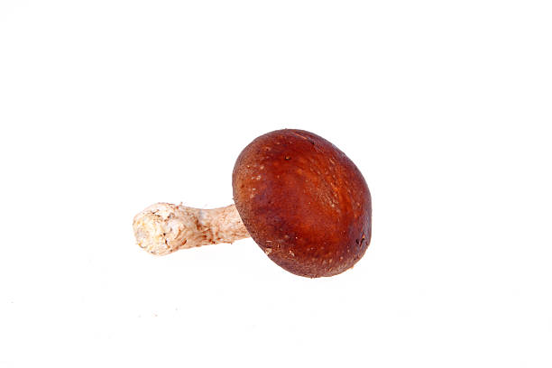 istock Mushrooms, close-up, white background 485518854