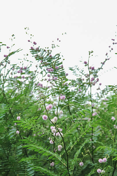 Giant sensitive tree (Mimosa pigra) Pink giant sensitive plant flower blooming in a field. mimosa pigra stock pictures, royalty-free photos & images