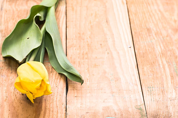 istock Yellow tulip arranged on rustic wooden background. 485520602