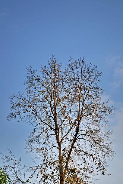 мертвое дерево - landscape tree field solitude стоковые фото и изображения