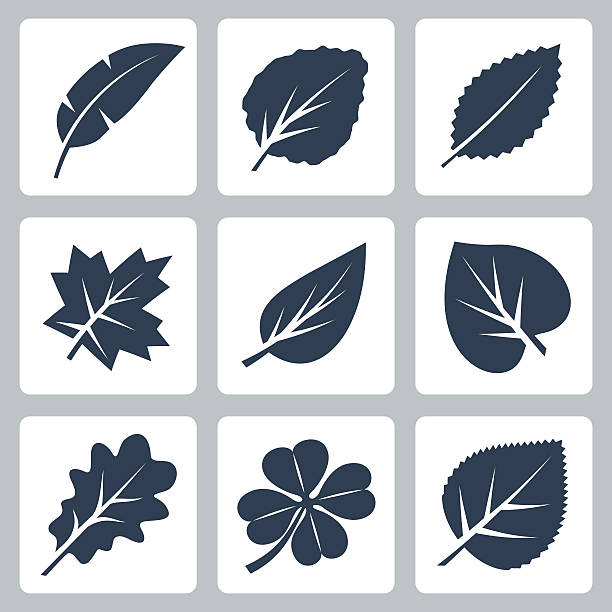 ilustrações, clipart, desenhos animados e ícones de folhas de árvore vetorial conjunto de ícones - elm tree