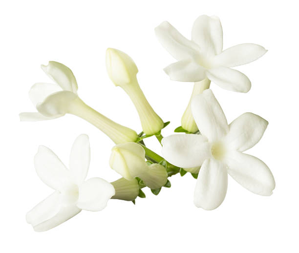 stefanotis kwiat na białym tle - stephanotis zdjęcia i obrazy z banku zdjęć