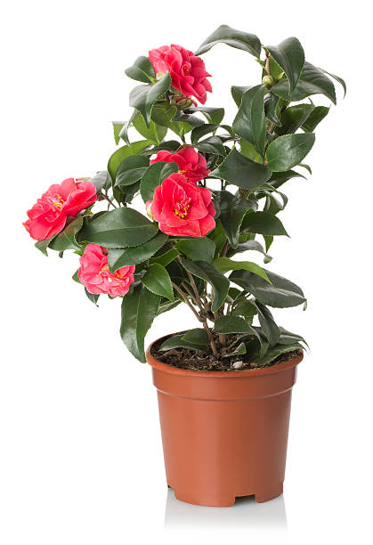 istock red camellia flowers on the white background 485522093
