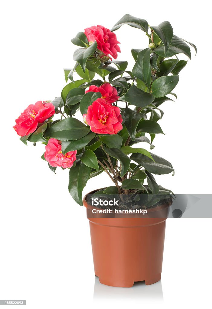 red camellia flowers on the white background red camellia flowers on the white background. Backgrounds Stock Photo