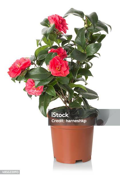 Red Camellia Flowers On The White Background Stock Photo - Download Image Now - Backgrounds, Camellia, Flower Head