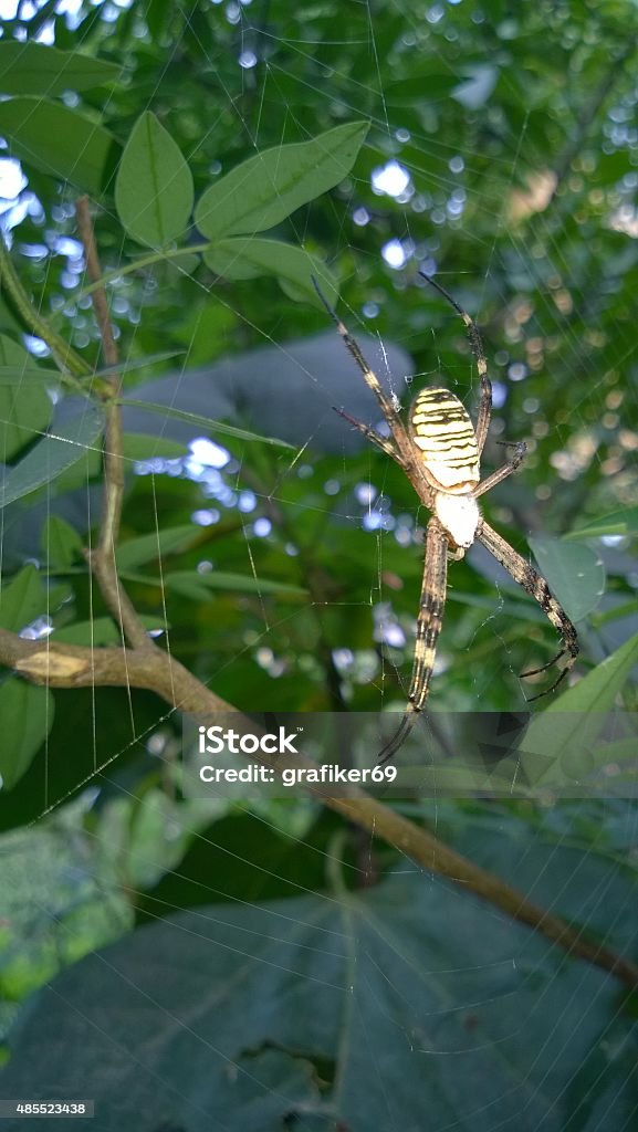 spider argiope lobata spider argiope lobata, toxic spider, knitting spider web 2015 Stock Photo