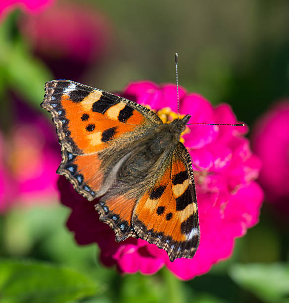istock Small tortoiseshell on zinnia 485523588
