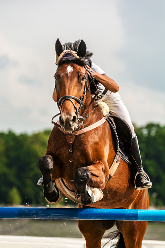 Close-up of horse with a rider jumping over a hurdle at a competition. The photo shows the moment when the horse front legs exceed the hurdle while its back legs are still on the ground. The rider is leaning forward while the horse prances and its head and neck completely covers the rider. In the background is the forest and blue sky with clouds.