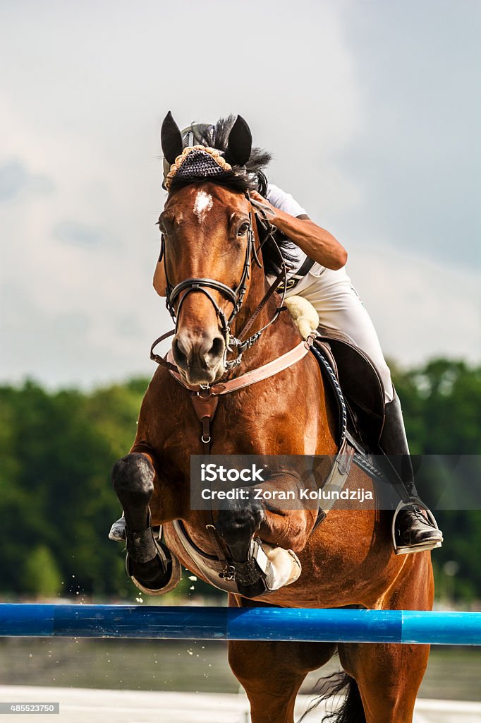 Show jumping - horse with rider jumping over hurdle Close-up of horse with a rider jumping over a hurdle at a competition. The photo shows the moment when the horse front legs exceed the hurdle while its back legs are still on the ground. The rider is leaning forward while the horse prances and its head and neck completely covers the rider. In the background is the forest and blue sky with clouds. Horse Stock Photo