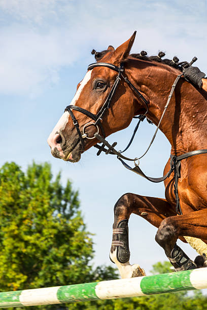istock Show jumping - horse jumping over hurdle 485523762