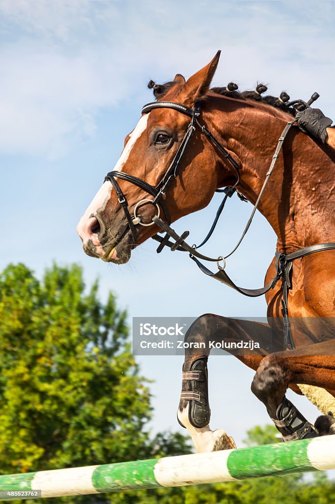 Foto de Equitação Cavalo Pulando Sobre Obstáculo e mais fotos de stock de  Concurso de Saltos Equestres - Concurso de Saltos Equestres, 2015, Animal -  iStock