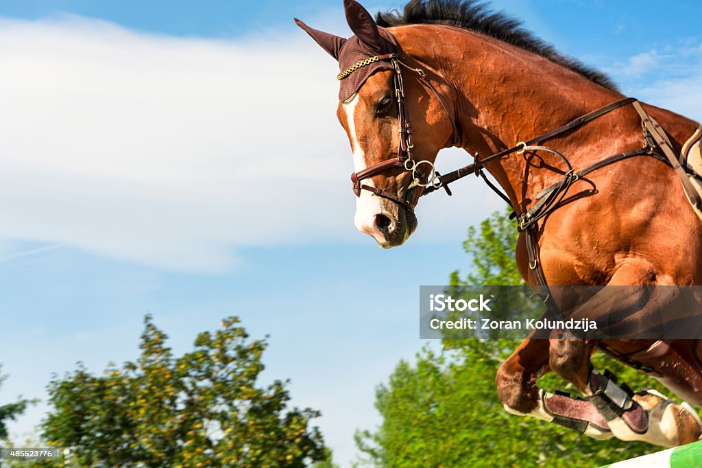 Foto de Equitação Cavalo Pulando Sobre Obstáculo e mais fotos de
