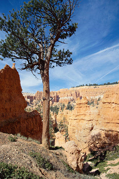istock Vertical view of Bryce Canyon, USA 485523881