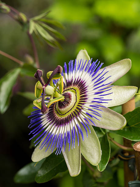 istock Blue Passion  Flower, Common Passion Flower 485524972