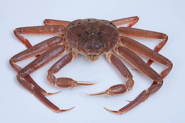 istock Snow crab females are alive 485525099