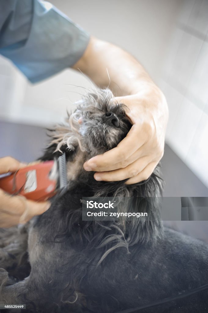 Cão corte de cabelo - Foto de stock de Animais Machos royalty-free