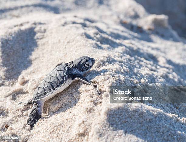 Baby Green Sea Turtle Stock Photo - Download Image Now - 2015, Africa,  Animal - iStock