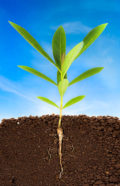 istock Growing plant with underground root visible and blue sky 485526116