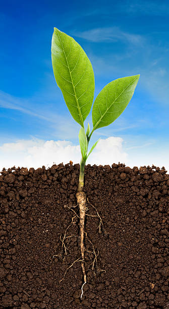 istock Growing plant with underground root visible and blue sky 485526120