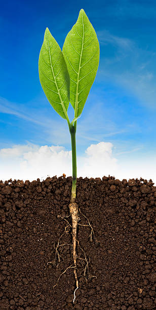 istock Growing plant with underground root visible and blue sky 485526126