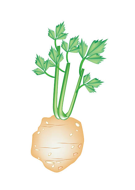 ilustrações de stock, clip art, desenhos animados e ícones de nova raiz de aipo verde sobre fundo branco - cilantro parsley spice white background