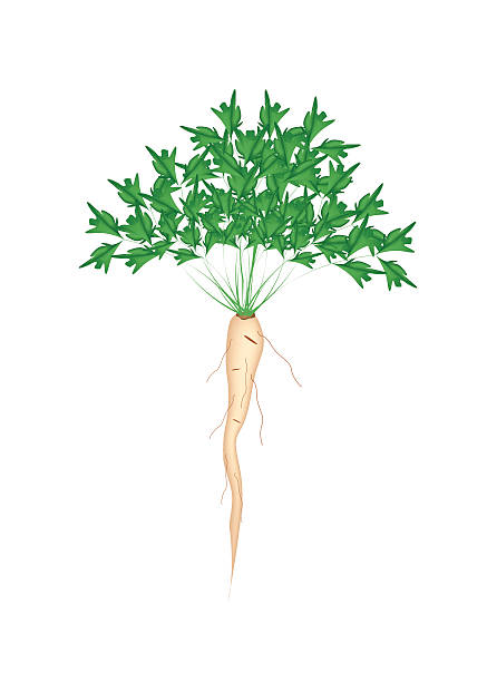 ilustrações de stock, clip art, desenhos animados e ícones de raiz de salsa verde fresca no fundo branco - cilantro parsley spice white background
