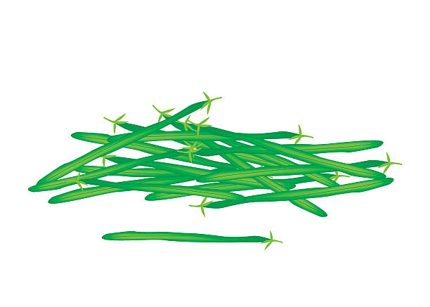 Delicious Fresh Green Beans on White Background Vegetable, An Illustration of Fresh Green Beans or Phaseolus Vulgaris Isolated on A White Background. runner bean stock illustrations