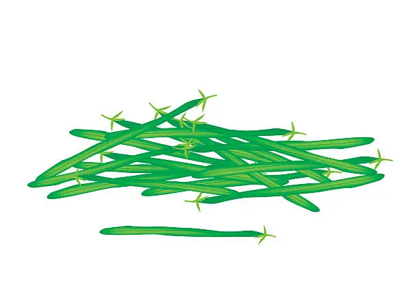 Vector illustration of Delicious Fresh Green Beans on White Background