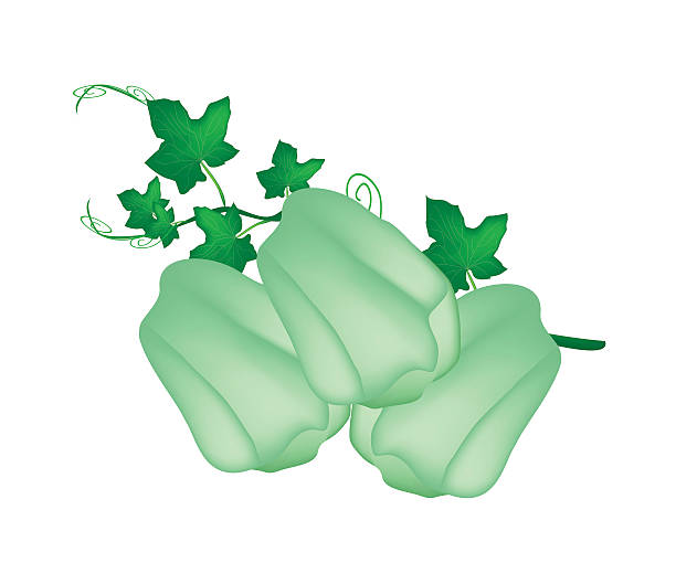 frische grüne chayote früchte mit einer pflanze - merleton stock-grafiken, -clipart, -cartoons und -symbole