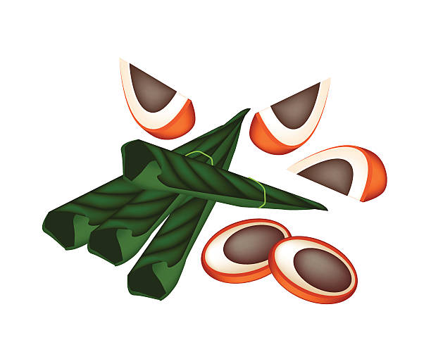 illustrazioni stock, clip art, cartoni animati e icone di tendenza di maturo areca dadi e di betel foglie su sfondo bianco - arema