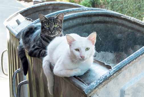 Zwei Obdachlose Katzen Liegen Auf Dem Müllcontainer Stockfoto und mehr Bilder von 2015 - iStock
