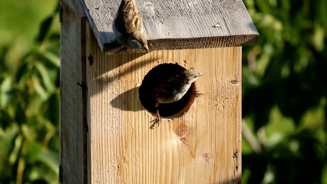 Small birds Sparrows nesting in a nest box