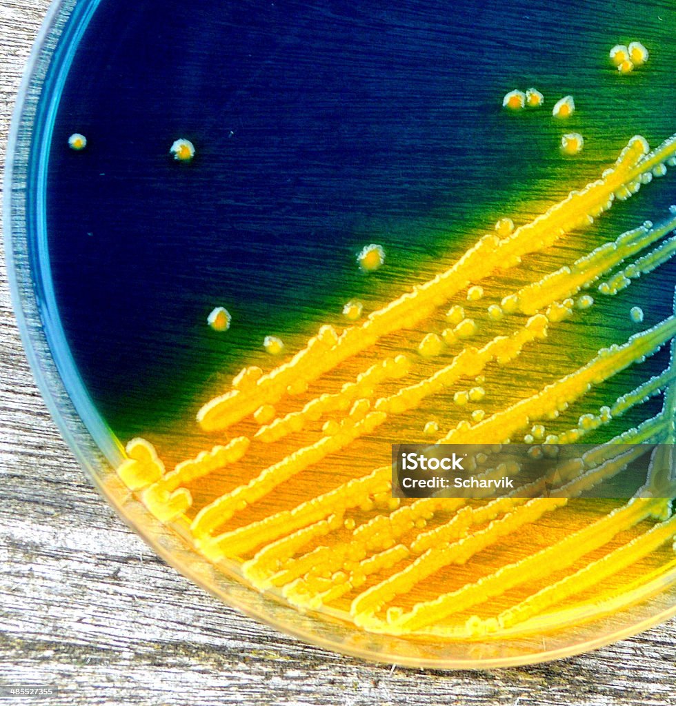 Escherichia coli - Foto stock royalty-free di Agar