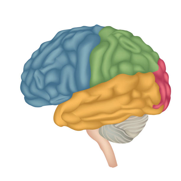 뇌 구조. - parietal lobe stock illustrations