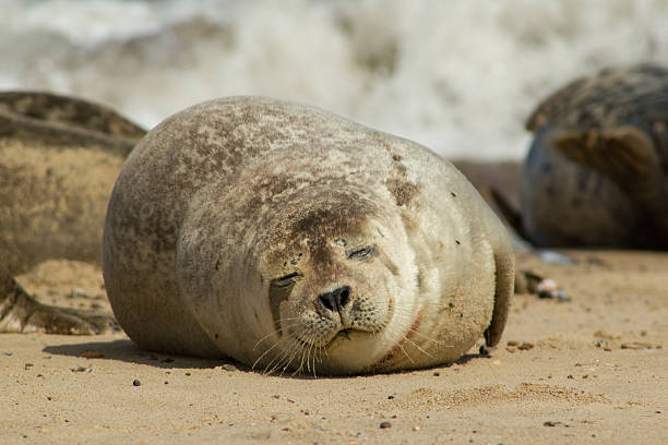 istock Grey seal - Halichoerus grypus 485530282