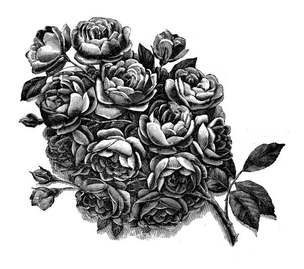 istock Antique illustration of rose flower 485531306