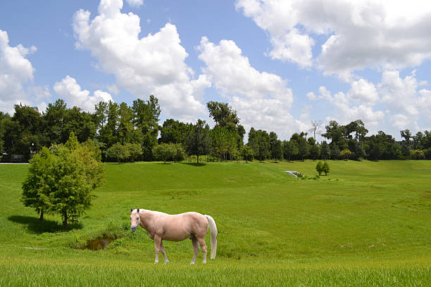 istock Palomino Horse 485531654