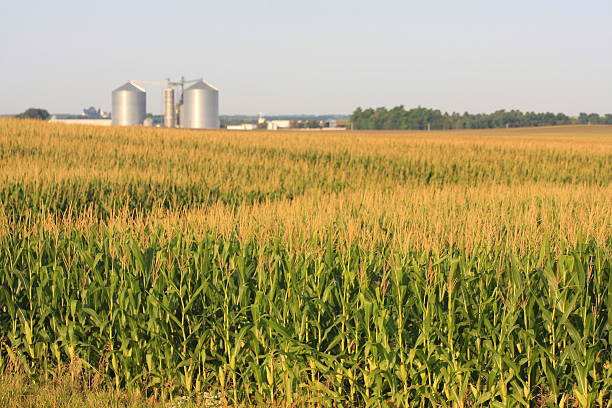 istock Iowa Cornfield with Grain Bins on the Horizon 485531696