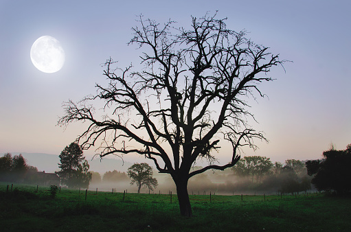 Stock photo of lonely naked tree on the field, with mist behind and big moon on the sky.