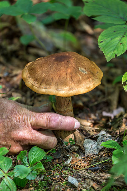 istock Human Hand Collecting Mushrooms in the Forest 485532410